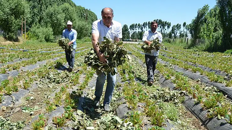  Samsunlu üreticilere 23 milyon TL fark desteği