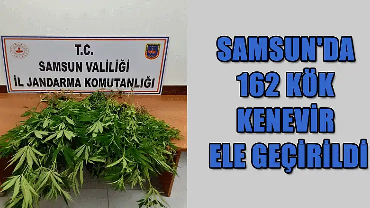 Samsun'da 162 kök kenevir ele geçirildi, 4 şüpheli gözaltında