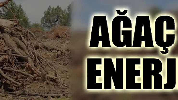 AĞAÇ KÖKLERİ ENERJİ OLUYOR