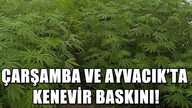 Çarşamba ve Ayvacık'ta kenevir baskını!