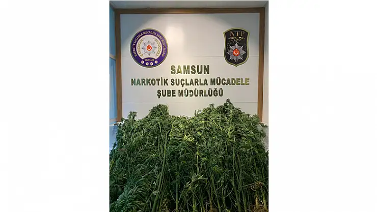 Samsun'da 124 kök kenevirle yakalanan bir kişi gözaltına alındı