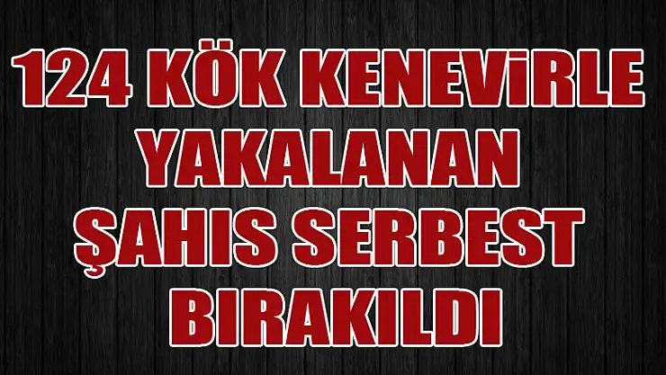 Samsun'da 124 kök kenevirle yakalanan şahıs serbest bırakıldı