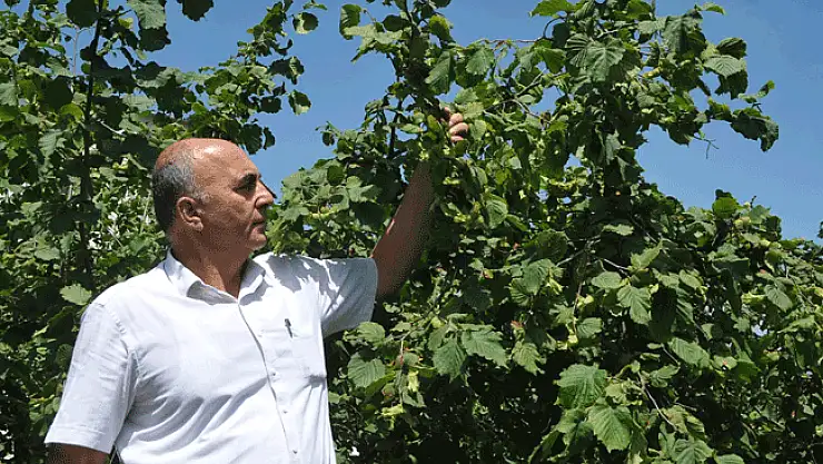 Fındık üreticileri fiyattan memnun