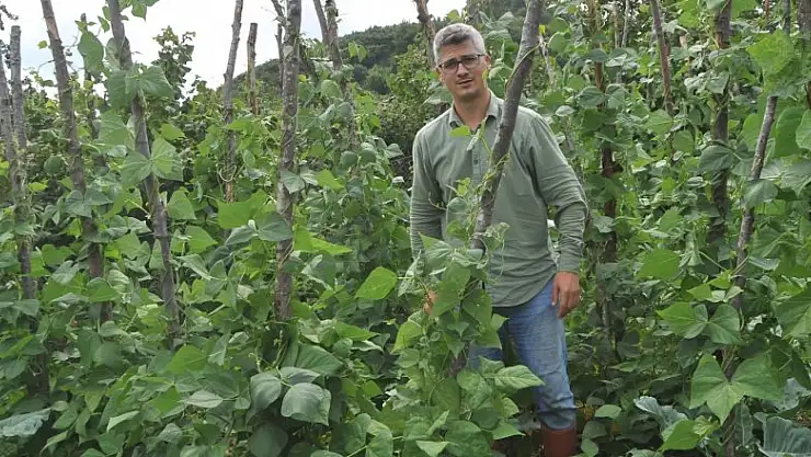 Nebiyan fasulyesi gün sayıyor   