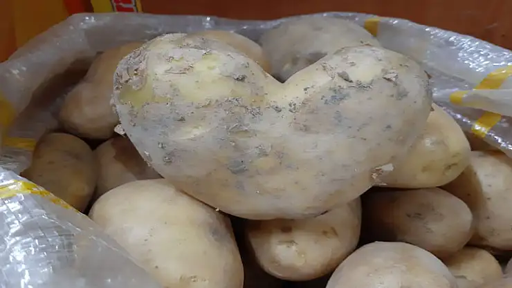 Patates aşka geldi