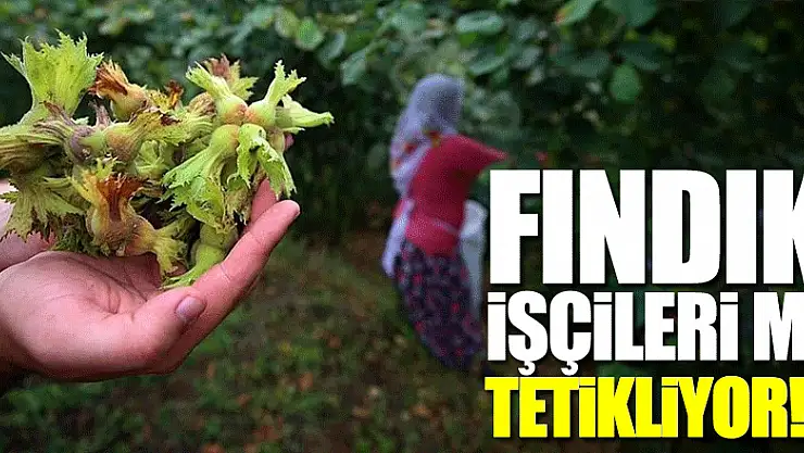 FINDIK İŞÇİLERİ Mİ TETİKLİYOR!?