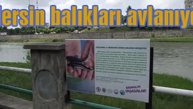 Mersin balıkları avlanıyor