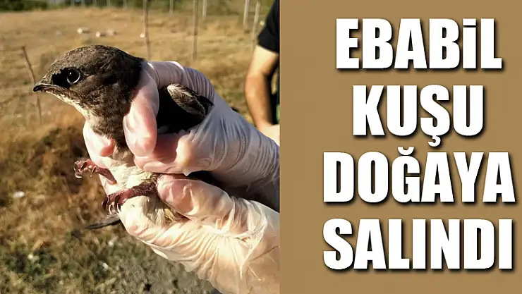 Tedavisi tamamlanan ebabil kuşu doğaya salındı