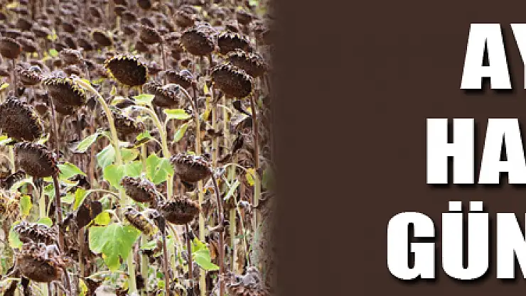 Ayçiçeği hasat için gün sayıyor