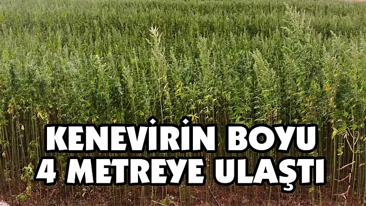 Kenevirin boyu 4 metreye ulaştı