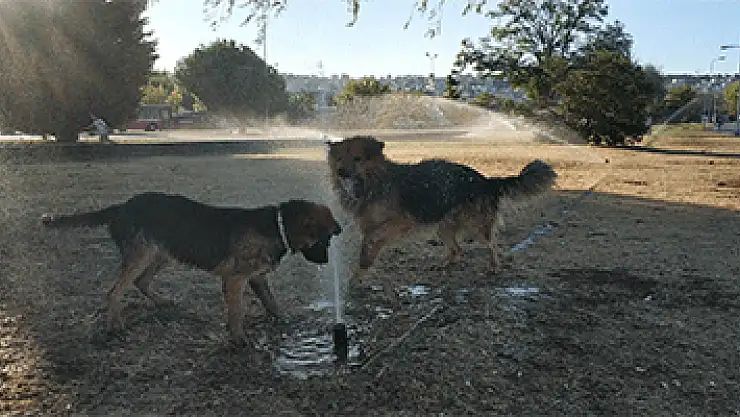 Sıcaktan bunalan köpeklerin fıskiye keyfi
