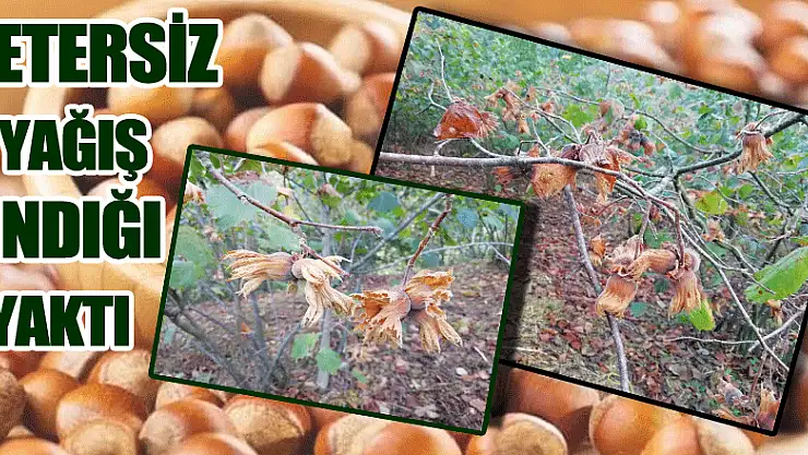 Yetersiz Yağış Fındığı Yaktı