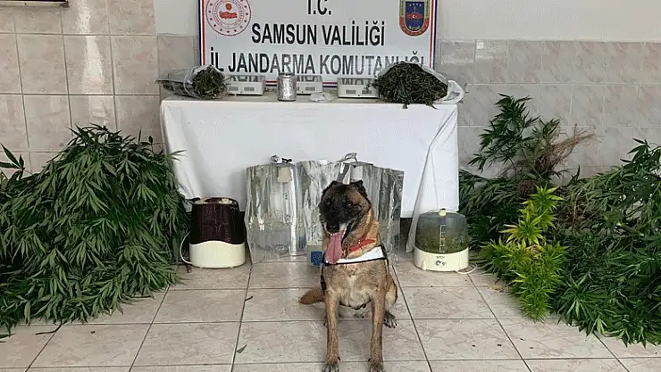 Jandarma uyuşturucu tacirlerine göz açtırmıyor