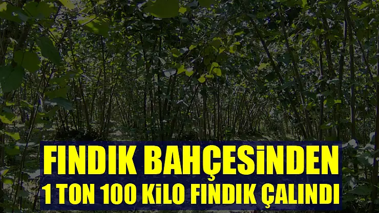 Fındık bahçesinden 1 ton 100 kilo fındık çalındı