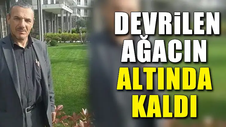 Devrilen ağacın altında kaldı