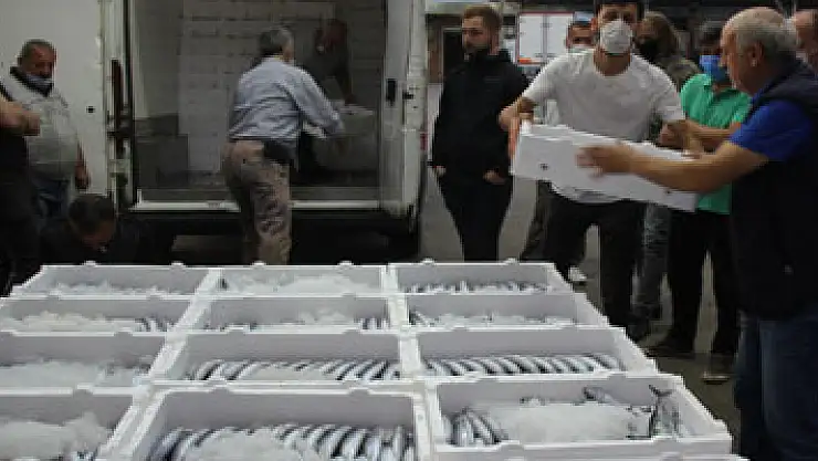 Rize'de denize açılan balıkçılar kasalar dolusu palamutla döndü