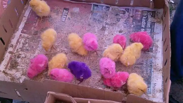 Renkli civcivler dikkat çekiyor