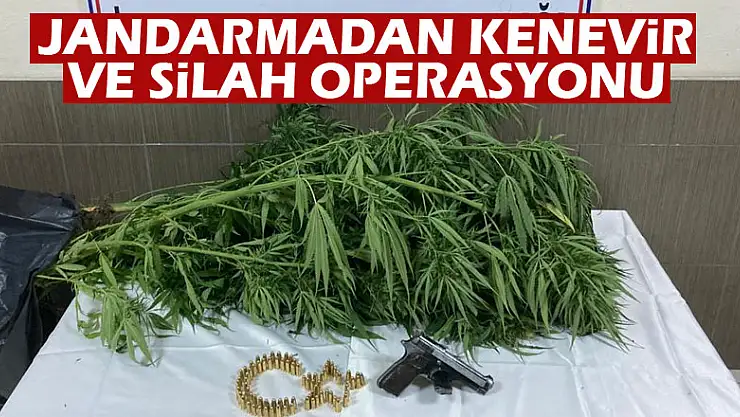 Jandarmadan Kenevir ve Silah Operasyonu