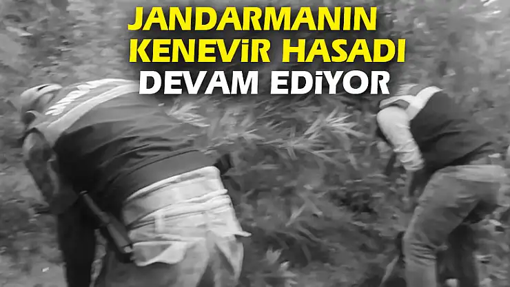 Jandarmanın Kenevir Hasadı Devam Ediyor