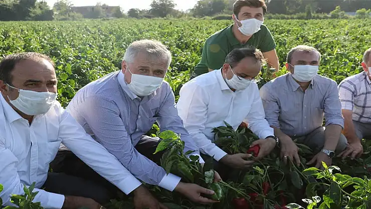 Bafra Ovası 'damla sulama' yöntemine geçti