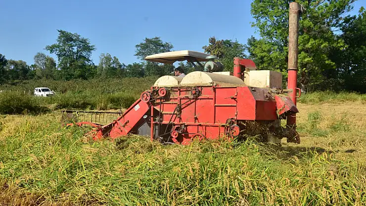 Pirinç diyarı Terme'de çeltik hasadı başladı
