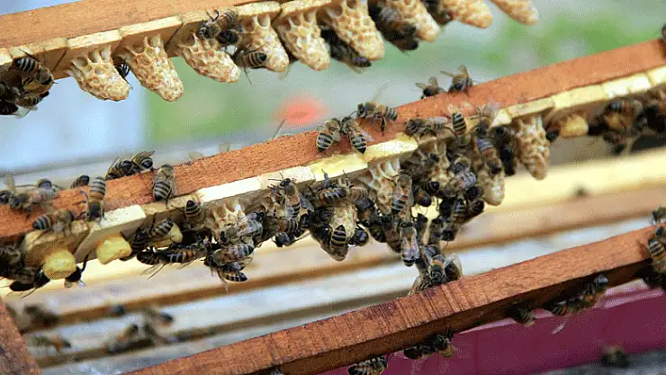 Kestane balı arıcıların yüzünü güldürdü