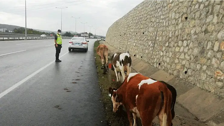Hayvanlarını başıboş bırakan hayvan sahiplerine 3 ay hapis