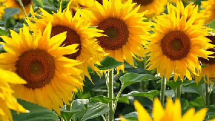 KARADENİZBİRLİK'ten ayçiçeği üreticisine 300 lira fiyat farkı