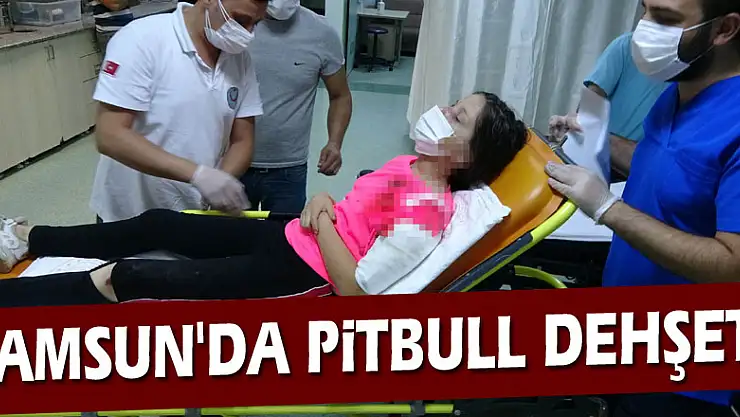 Samsun'da pitbull dehşeti