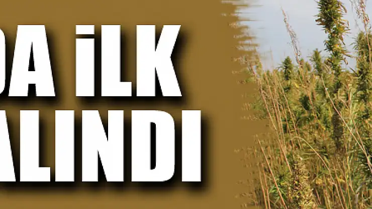 Yerli ve milli kenevir çeşit adayı 'Narlı'da ilk hasat alındı