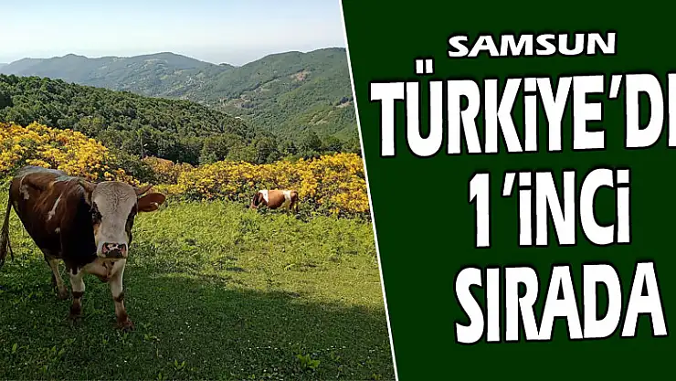 Samsun manda varlığında Türkiye'de 1'inci sırada