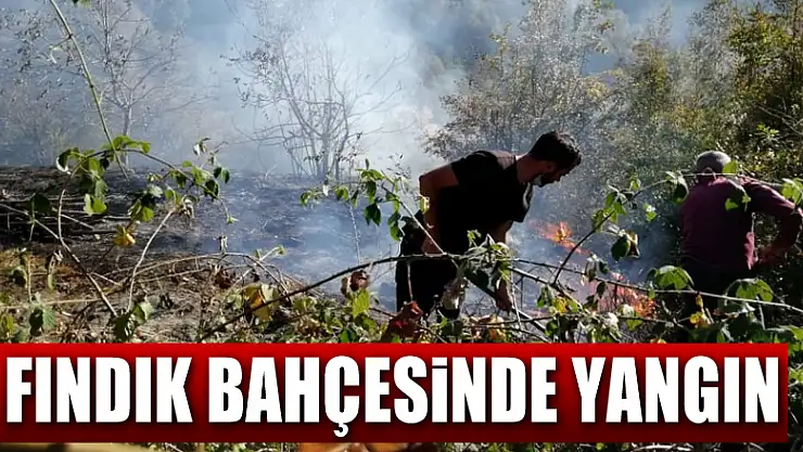 Fındık bahçesinde yangın