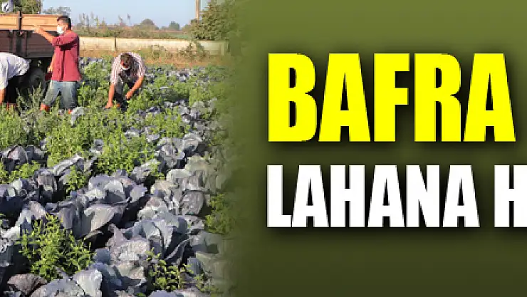 Bafra Ovası'nda lahana hasadı başladı