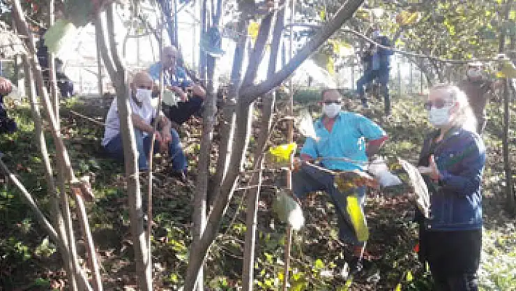 Fındıkta verimi artırmak için eğitimler devam ediyor