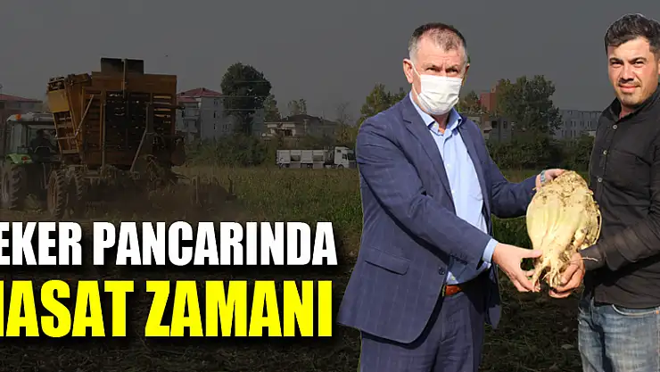 Şeker Pancarında Hasat Zamanı