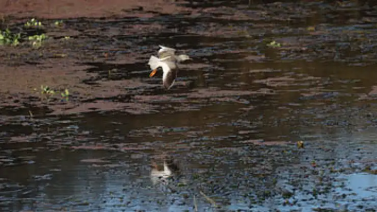 'Kuş dedektifi' 13 saatte 113 kuş türü fotoğrafladı, iddiaları çürüttü