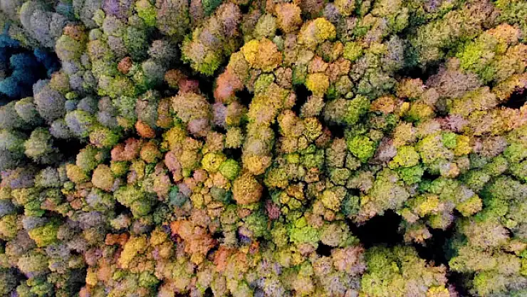 Nebiyan'da masalsı hazan
