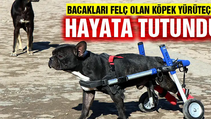 Bacakları felç olan köpek yürüteçle hayata tutundu