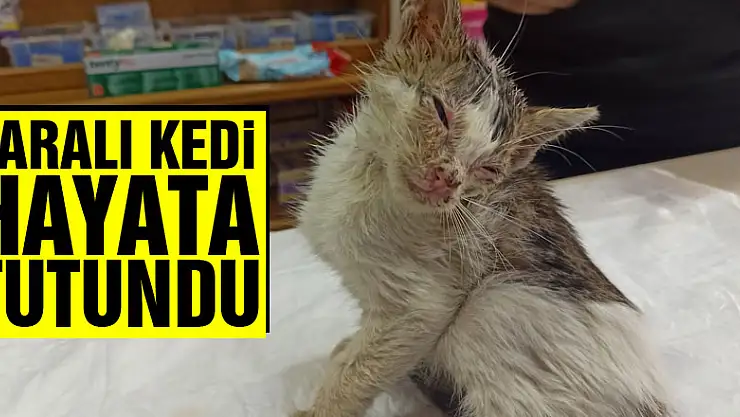 Sokakta bulunan yaralı kedi hayata tutundu