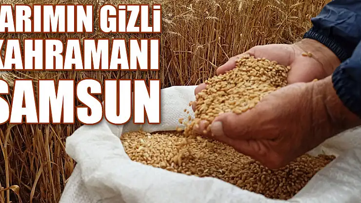 Tarımın gizli kahramanı Samsun
