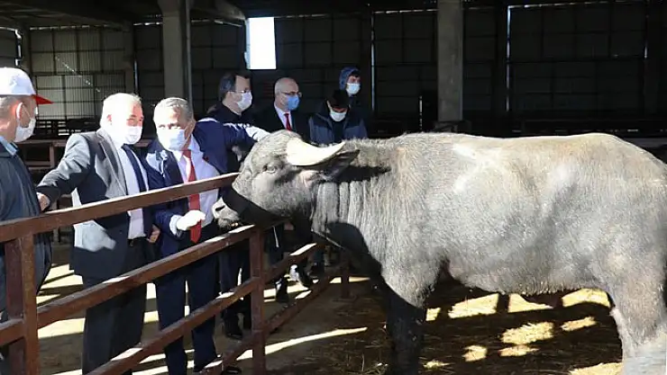 Samsun'da çiftçilere damızlık boğa dağıtımı yapıldı