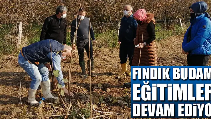 FINDIK BUDAMA EĞİTİMLERİ DEVAM EDİYOR