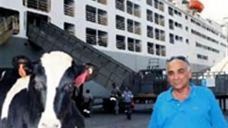 ABD'li inekler geliyor