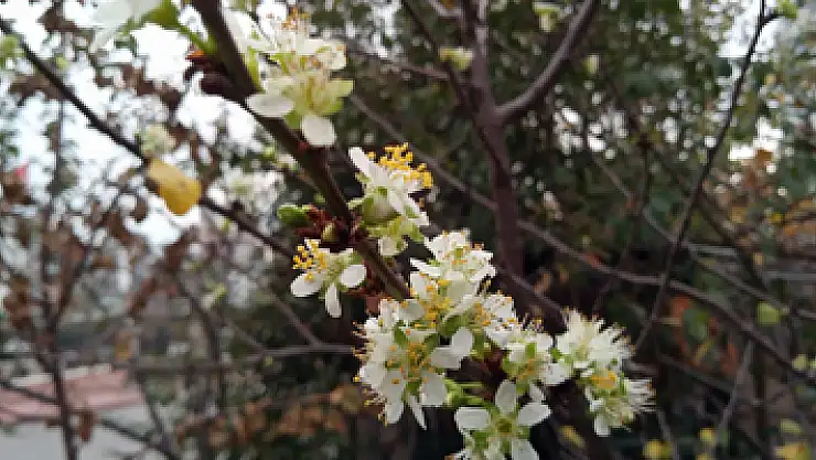 Erik ağacı mevsimi şaşırdı