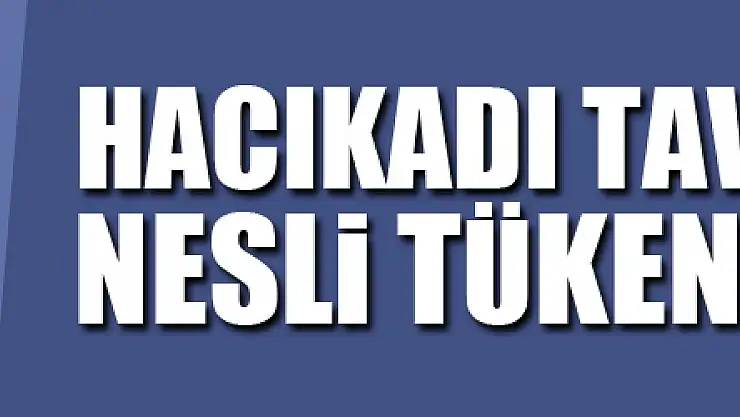 Hacıkadı tavuk ırkının nesli tükenmek üzere
