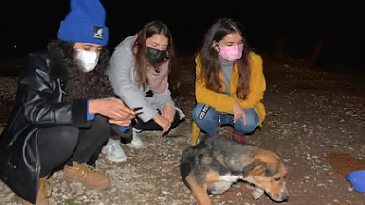 Ormana terk edilen sokak köpeklerini beslemek için kilometrelerce yol gidiyorlar