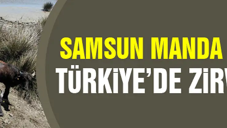 Samsun manda popülasyonunda Türkiye'de zirvede yer alıyor