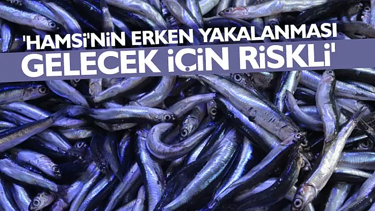 'Hamsi'nin erken yakalanması gelecek için riskli'