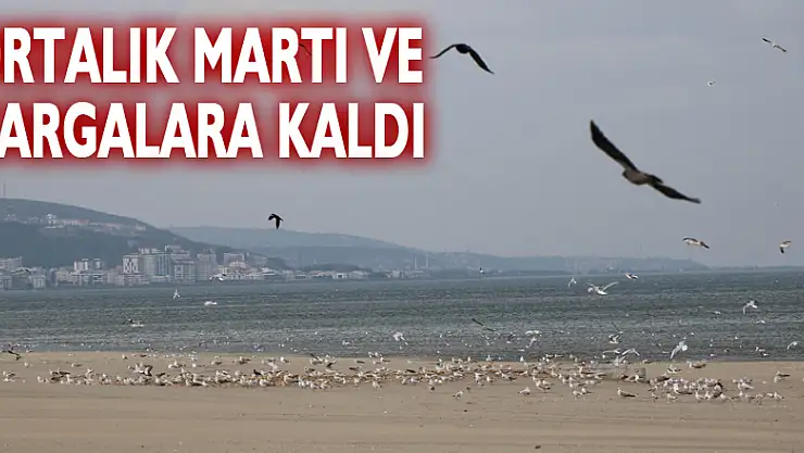 Kısıtlamada ortalık martı ve kargalara kaldı