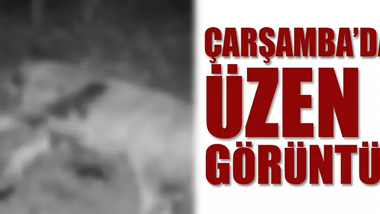 Çarşamba'da üzen görüntü!